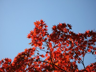 十妙院庭園の紅葉