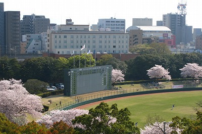 第一野球場の桜