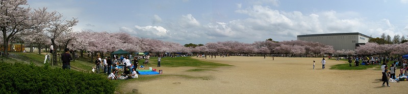 石ヶ谷公園の野外活動広場の桜