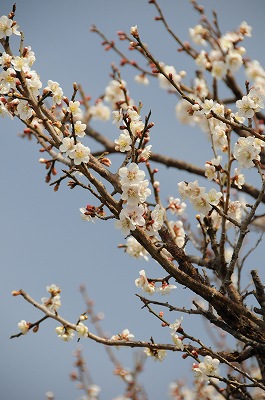 須磨浦山上遊園の梅