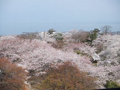 天守からの満開の桜と琵琶湖