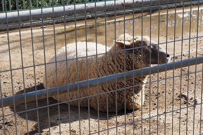 和歌山公園動物園　羊