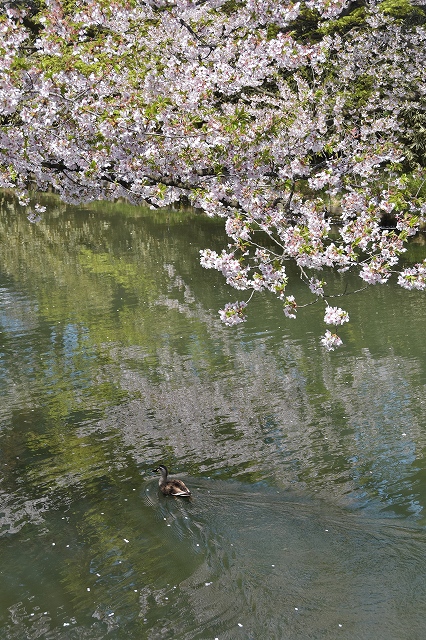 市民会館方面の桜３