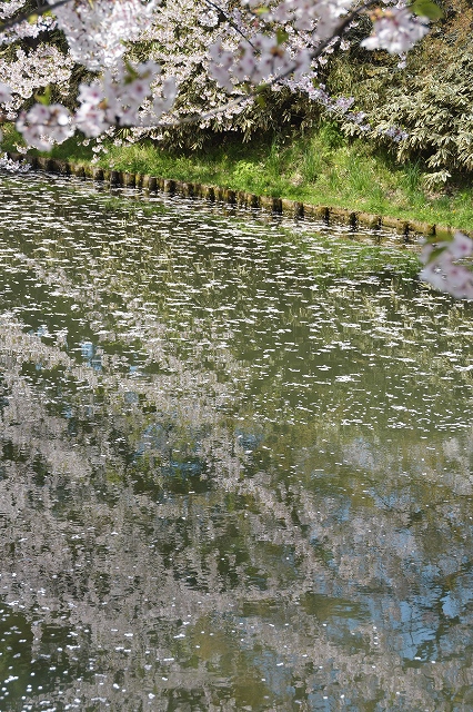 市民会館方面の桜４