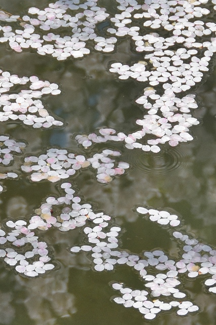 市民会館方面の桜７