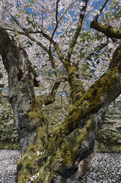 市民会館方面の桜１０