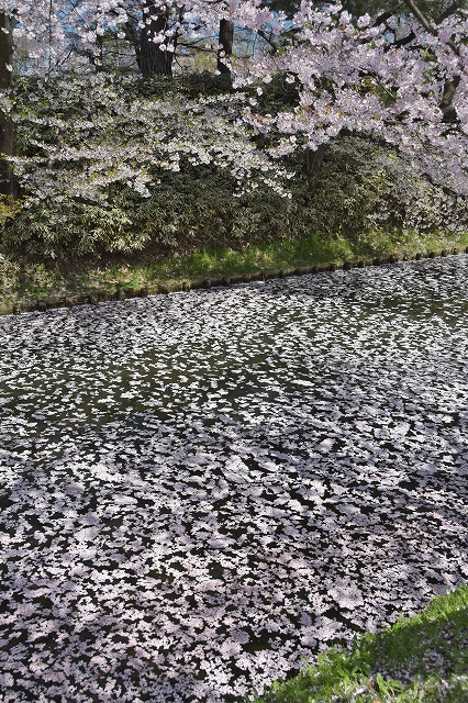市民会館方面の桜１２