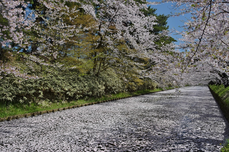 市民会館方面の桜１４