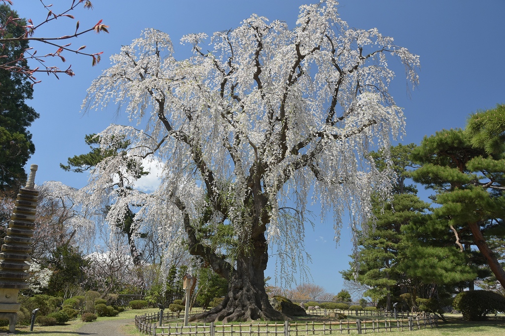 シダレザクラ３