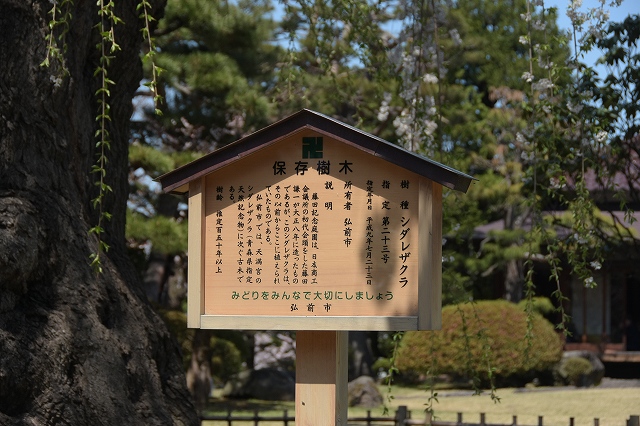 シダレザクラ２