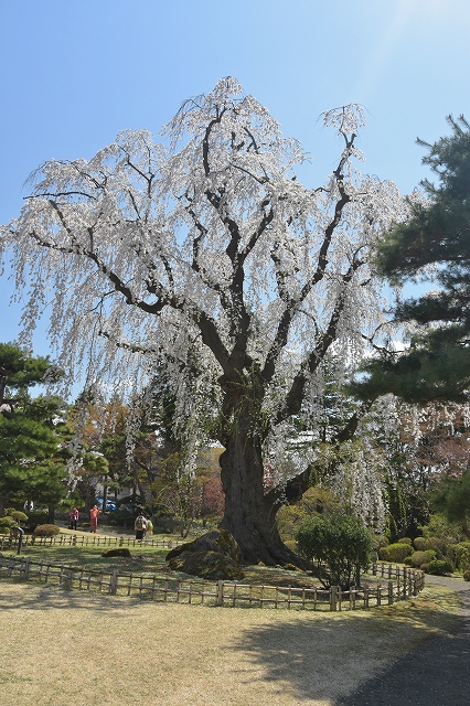 シダレザクラ４