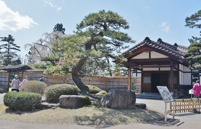 和館の出入口と松