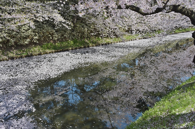 追手門戻りの桜３