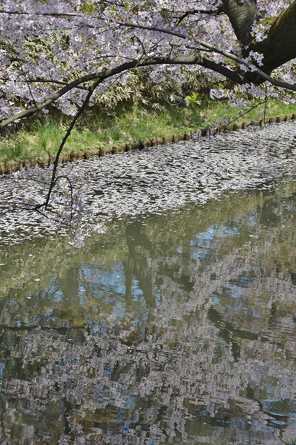 追手門戻りの桜５