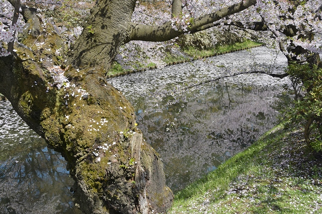 追手門戻りの桜６