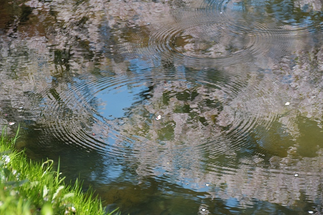 追手門戻りの桜９