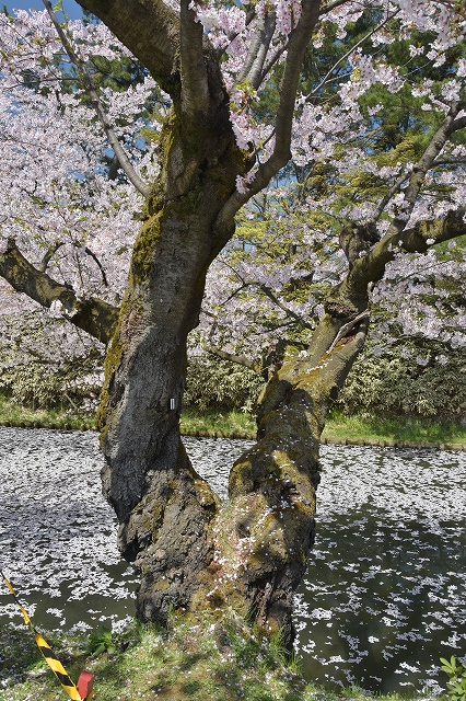 追手門戻りの桜１１