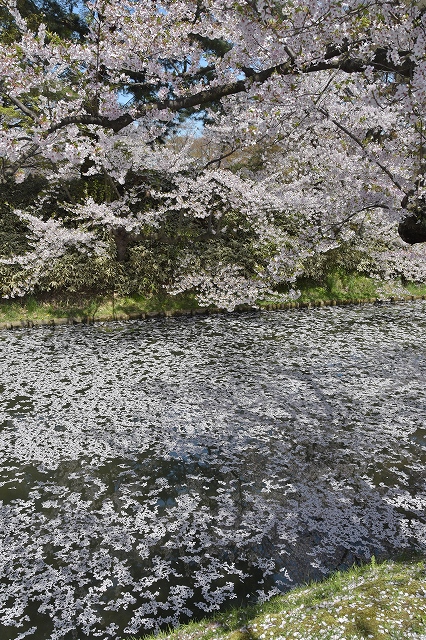 追手門戻りの桜１２