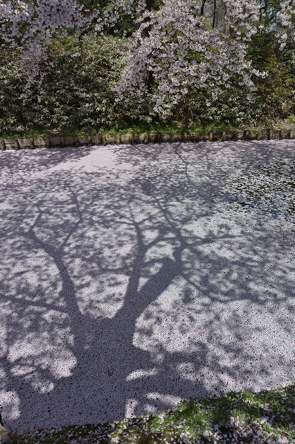 追手門付近の桜５