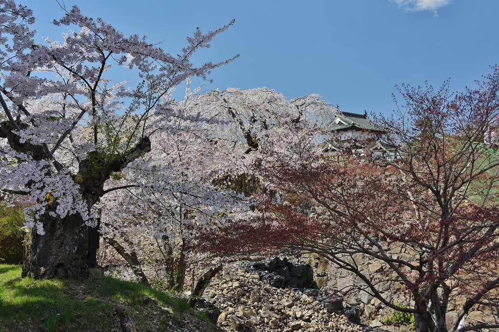 天守閣と桜の古木