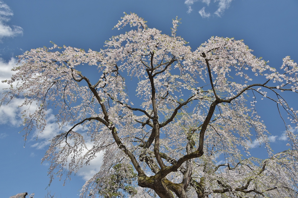 大きな桜の木１