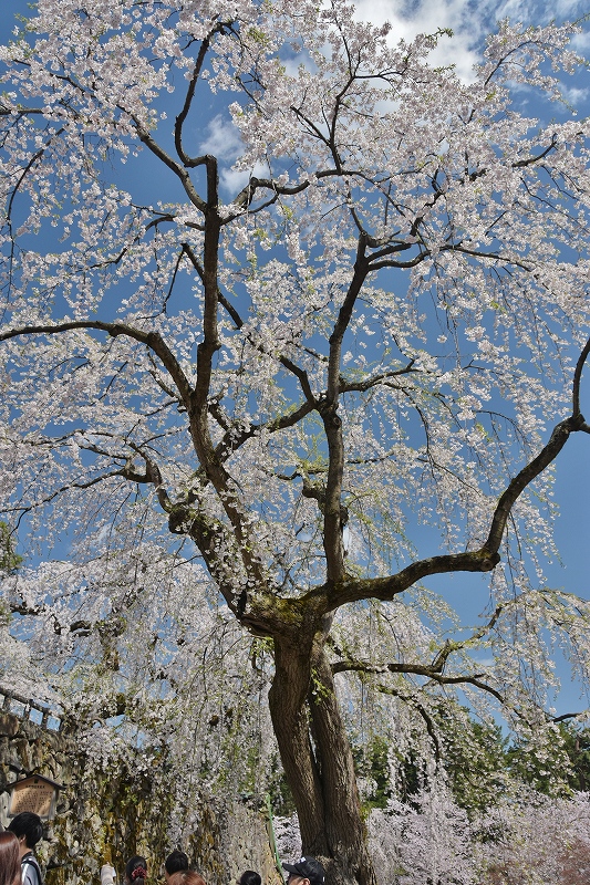 大きな桜の木２