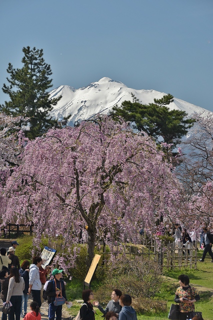 岩木山と桜２