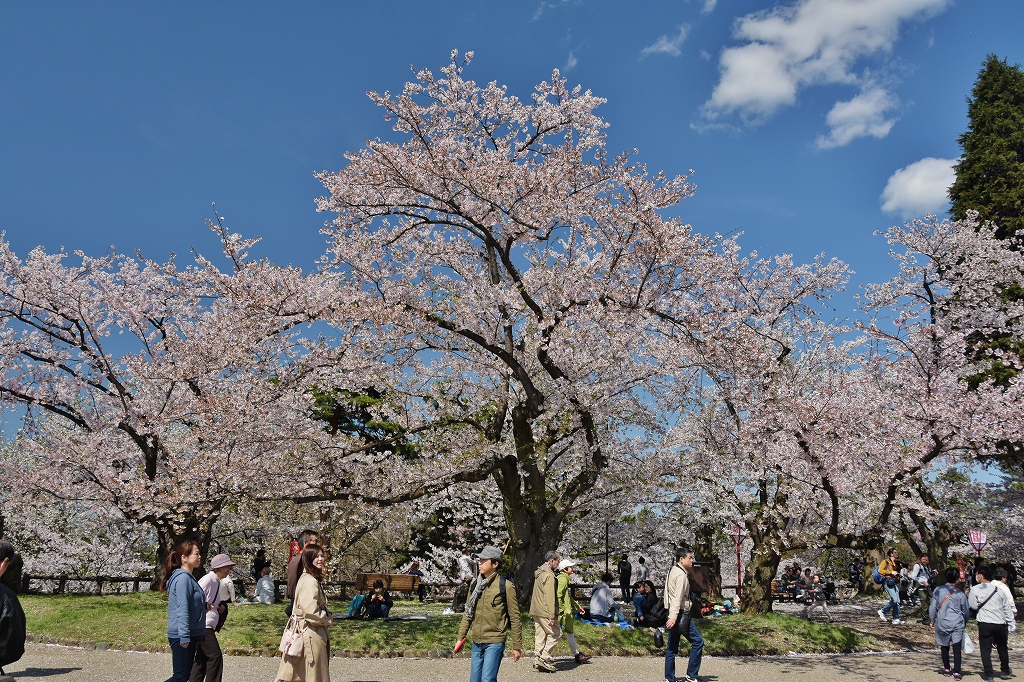 辰巳櫓付近の桜１