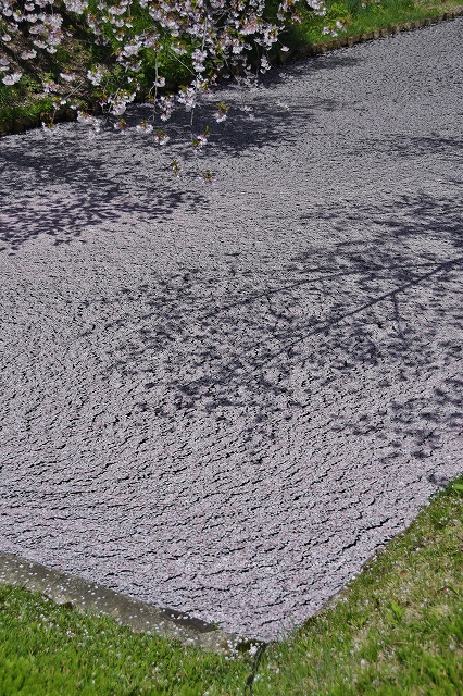 裁判所北側の桜７