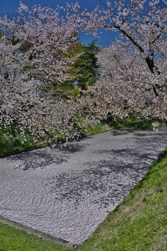 裁判所北側の桜６