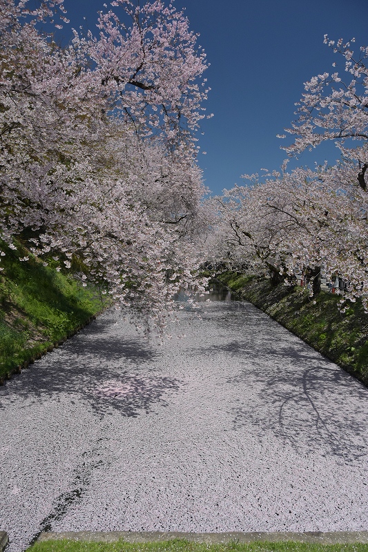 裁判所北側の桜３