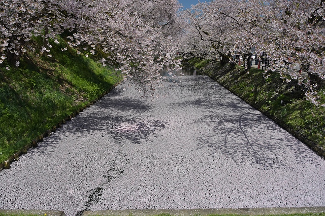 裁判所北側の桜２