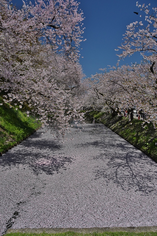 裁判所北側の桜９