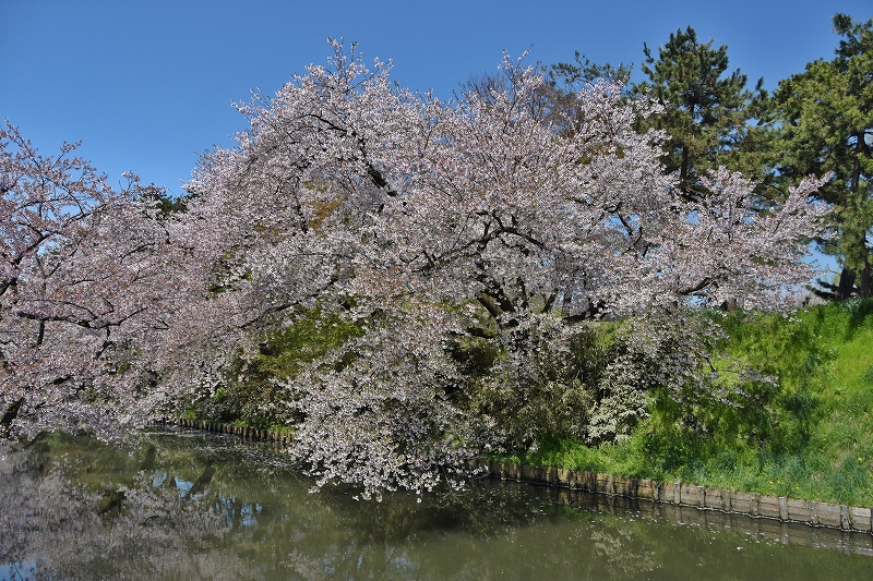 追手門方面の桜５