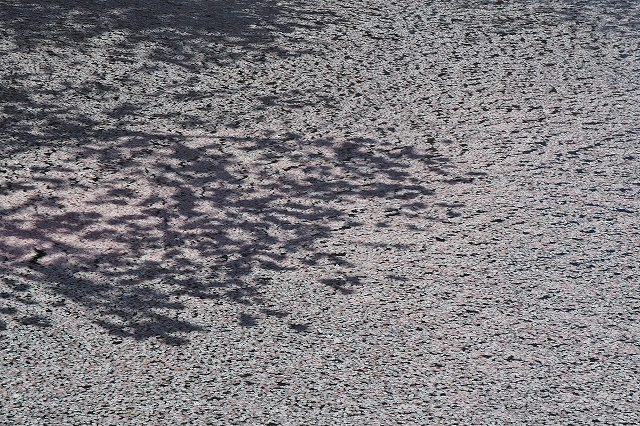 裁判所北側の桜４