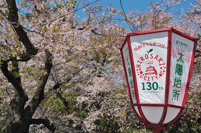 追手門方面の桜４