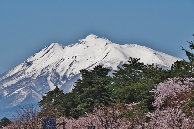 岩木山と桜