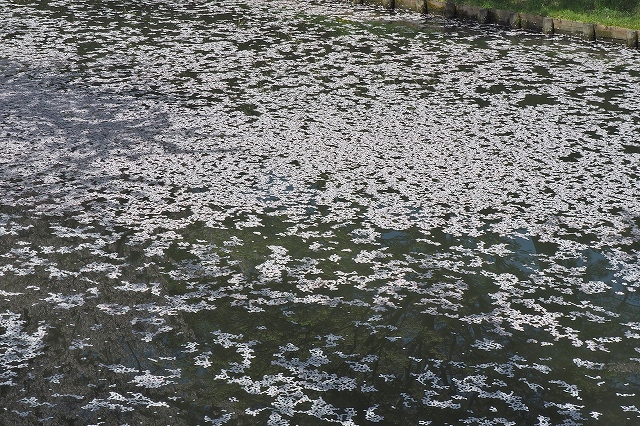 市民会館方面の桜５