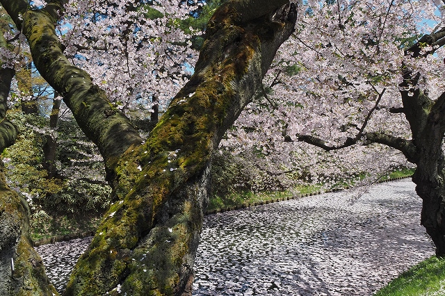 市民会館方面の桜９