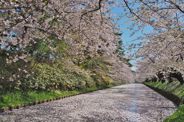 市民会館方面の桜１１