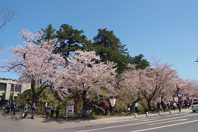 入口反対側の桜１