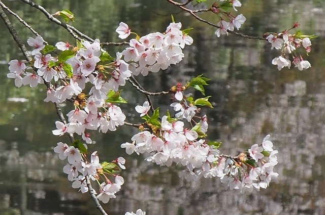 追手門戻りの桜４