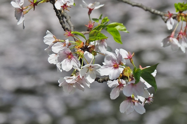 追手門戻りの桜７