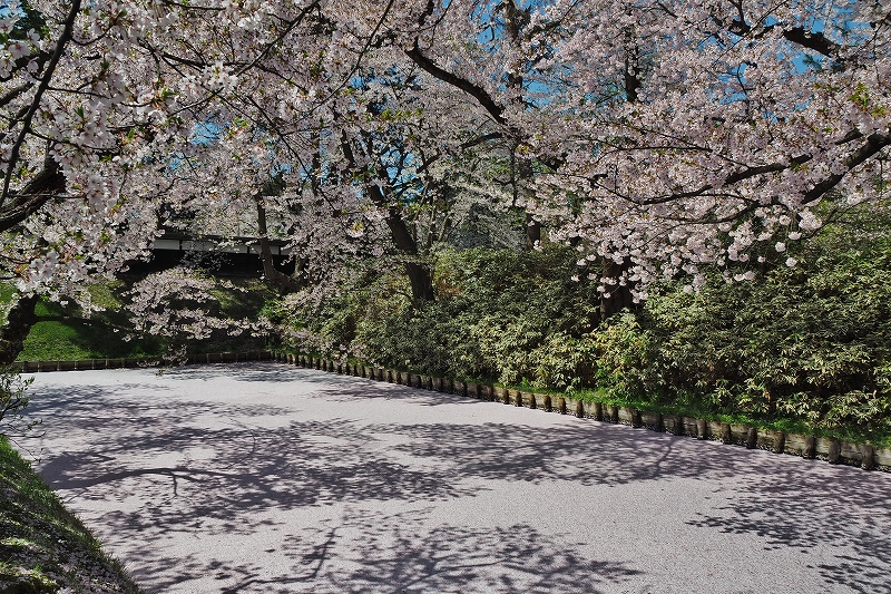 追手門付近の桜１