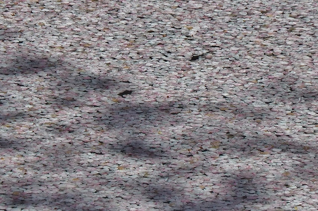 追手門付近の桜４