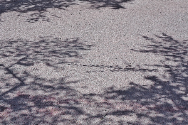 追手門付近の桜３