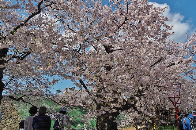 下乗橋の手前の桜
