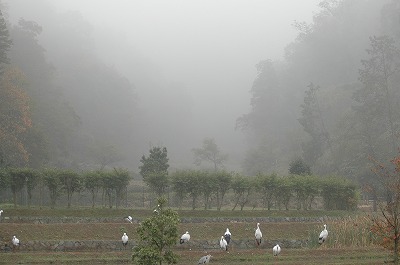 朝靄の中のコウノトリたち