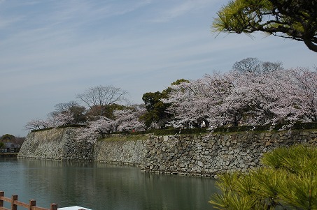 内濠の桜