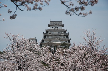 三の丸広場からの桜の姫路城